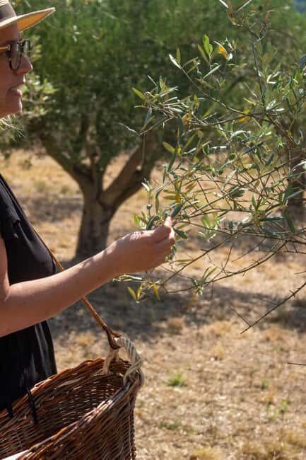 Olive oil: Visit to the olive grove, tasting - Frequently Asked Questions