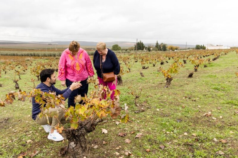OLIVE OIL & WINE TOUR Organic fields - 5 Wines + 3Olive Oils - Who Might Want to Know More Before Booking?