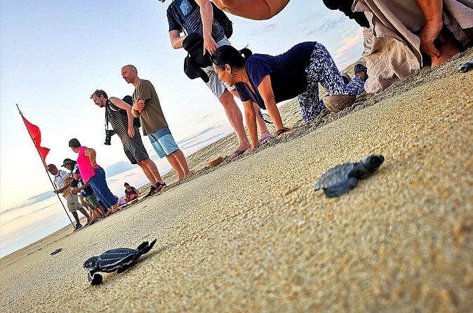 Olive Ridley Turtle Release Experience - The Sum Up
