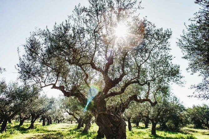 Olive Tour & Tasting - Key Points