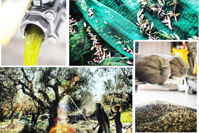 Olive Tour & Tasting - Authenticity and Cultural Insight