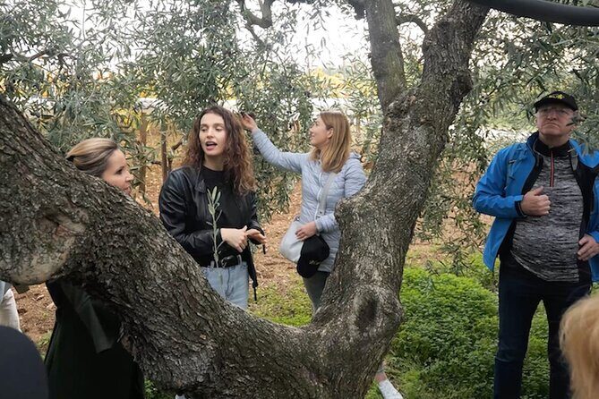 Olive Tree Tour, Visit Vallarella Oil Mill, Oil Tasting - What Are the Real Benefits?