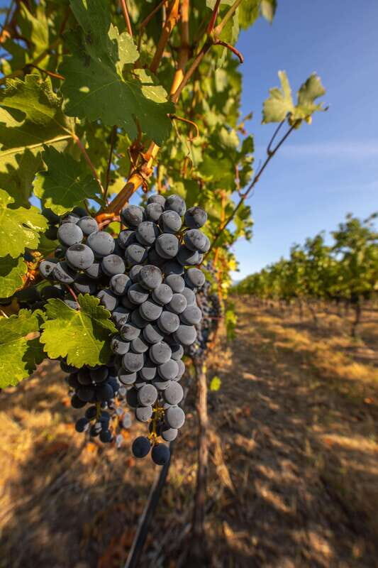 Oliver: Oliver Full Day Guided Wine Tour - Key Points