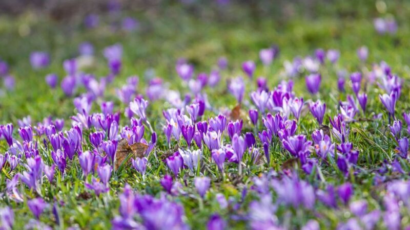 Olmedo: visit to the saffron workshop with tasting - FAQ