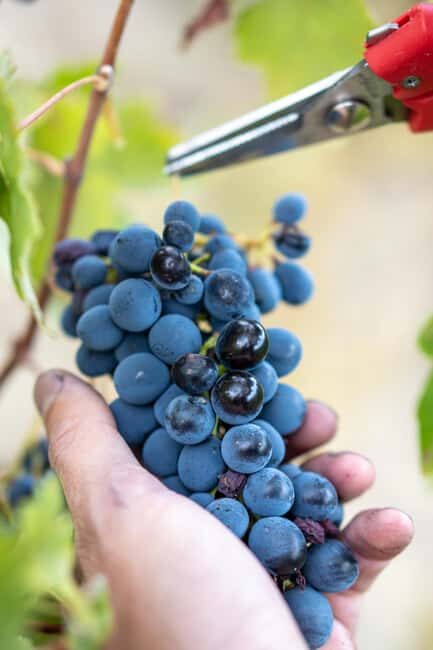 Oltrepò Pavese: a stone's throw from Milan, wine tasting surrounded by nature - Key Points