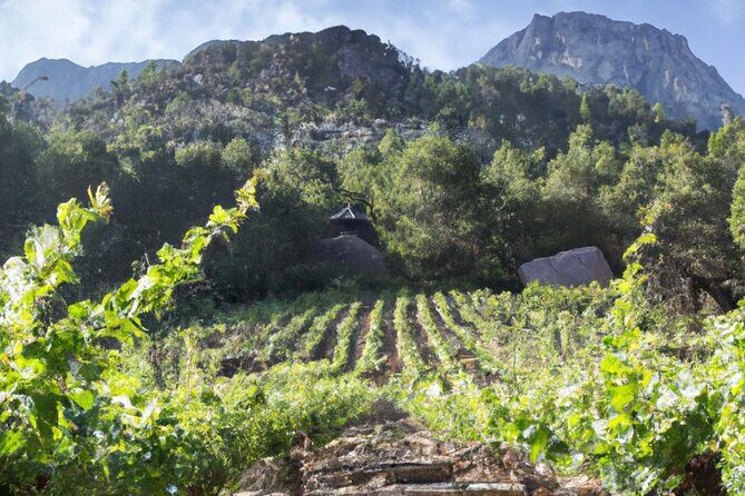 Olympia's Ancient Secrets & Wine Enchantment Tour - All Included - Visiting Olympia: What You Need to Know