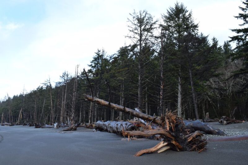 Olympic National Park: Hoh Rain Forest and Rialto Beach Tour - Key Points