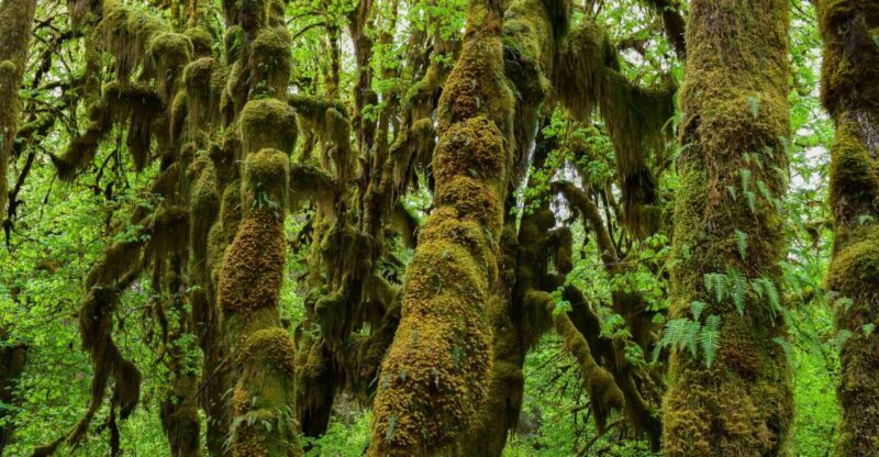 Olympic National Park: Hoh Rain Forest and Rialto Beach Tour - The Drive and the Small Town Stop