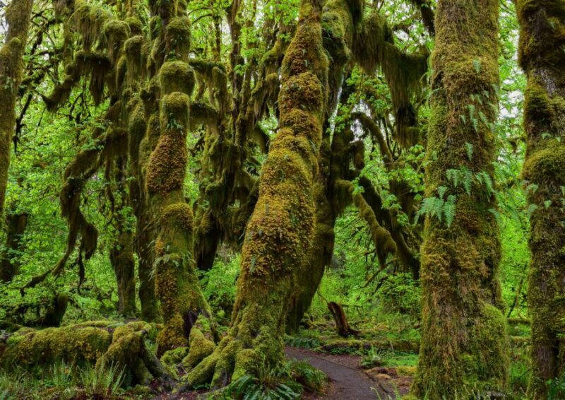 Olympic National Park: Hoh Rain Forest and Rialto Beach Tour - FAQs