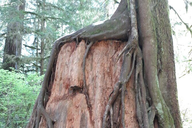 Olympic Peninsula and Forest Tour - The Itinerary in Detail