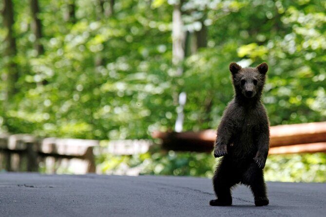 One Day Private Tour to Peles and Dracula Castles & Brasov City - Final Thoughts