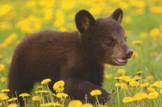 One day trip Bear Sanctuary Dracula Castel and Rasnov Fortress from Brasov - The Practicalities & What It Means for You