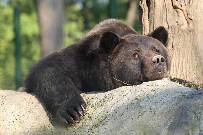 One day trip Bear Sanctuary Dracula Castel and Rasnov Fortress from Brasov - Final Thoughts