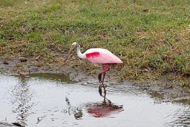 One Tandem Kayak Rental for 2 hours with Manatee & Dolphin sightings! - Who Would Love This Experience?