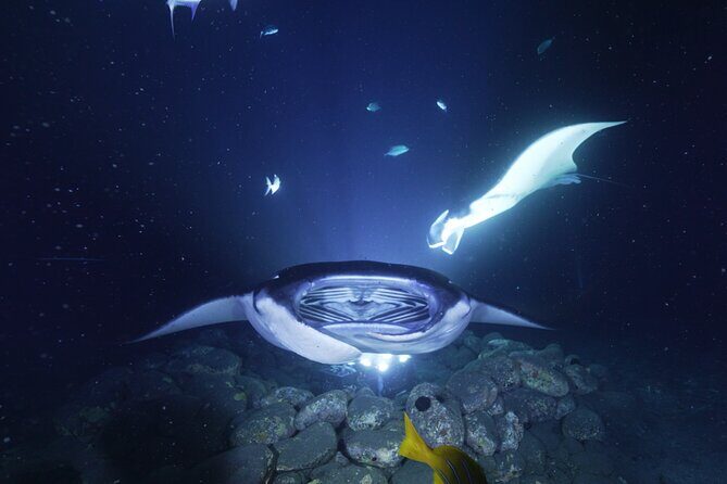 One Tank Manta Night Dive and Snorkel - What to Expect from the One Tank Manta Night Dive and Snorkel