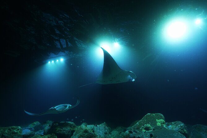 One Tank Manta Night Dive and Snorkel - The Value of this Experience