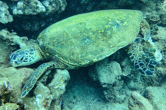 One Tank Scuba Diving in Kauai South Shore Certified Diver Only - Final Thoughts