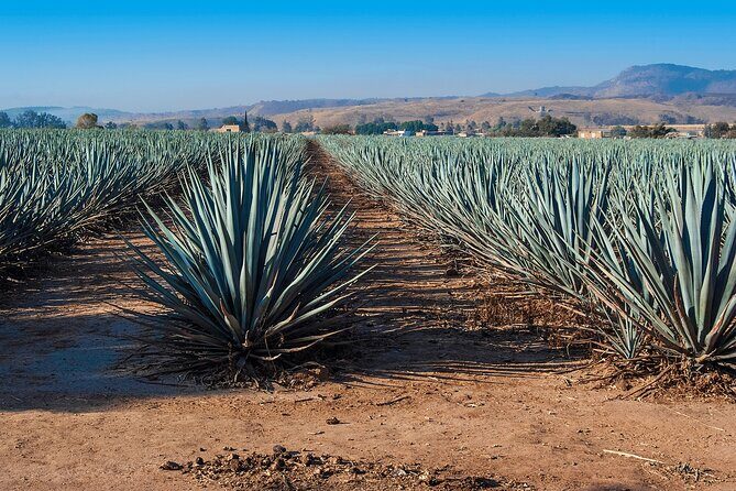 One Way Private Transfer from Puerto Vallarta to Guadalajara - FAQ