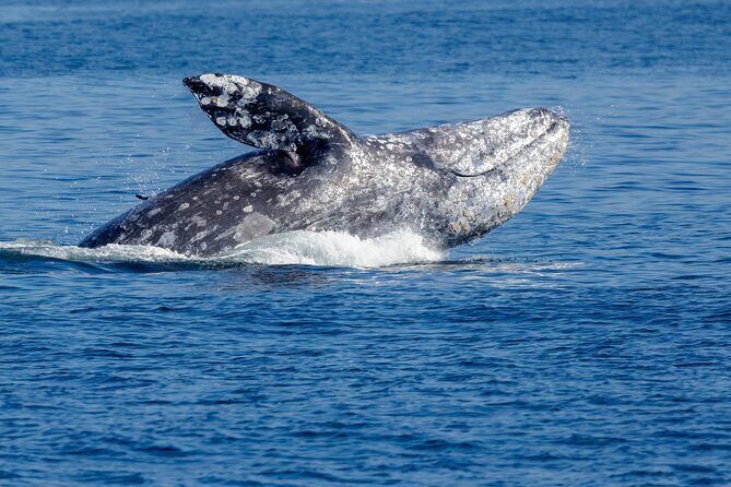 Only Wildlife and Whale Watching Tour Leaving from Seattle - A Closer Look at the Experience
