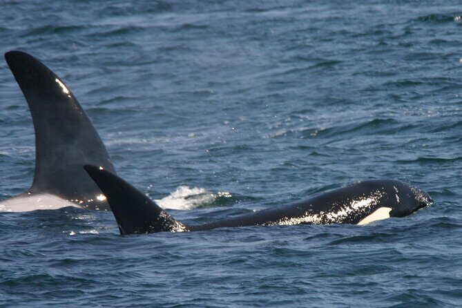 Only Wildlife and Whale Watching Tour Leaving from Seattle - Who Should Consider This Tour?