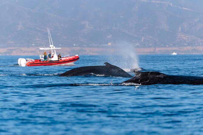 Open Boat Whale Watching - An Honest Look at the Experience