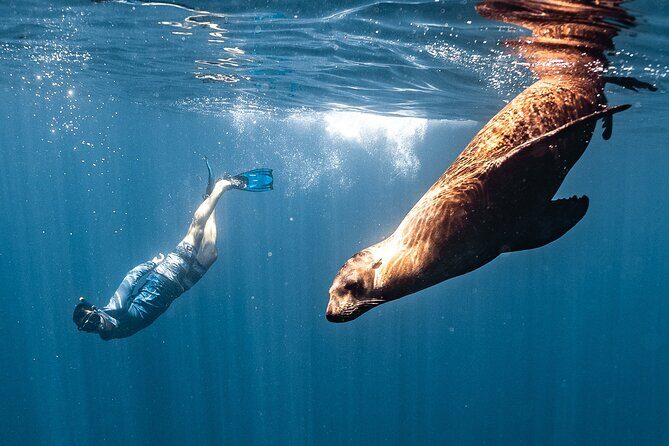 Open Ocean Safari and Whale Watching - Key Points