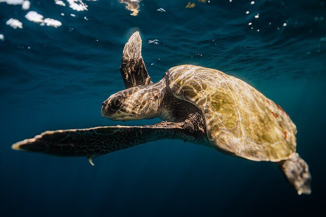 Open Ocean Safari and Whale Watching - The Value for Your Money