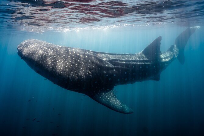 Open Ocean Safari and Whale Watching - FAQ