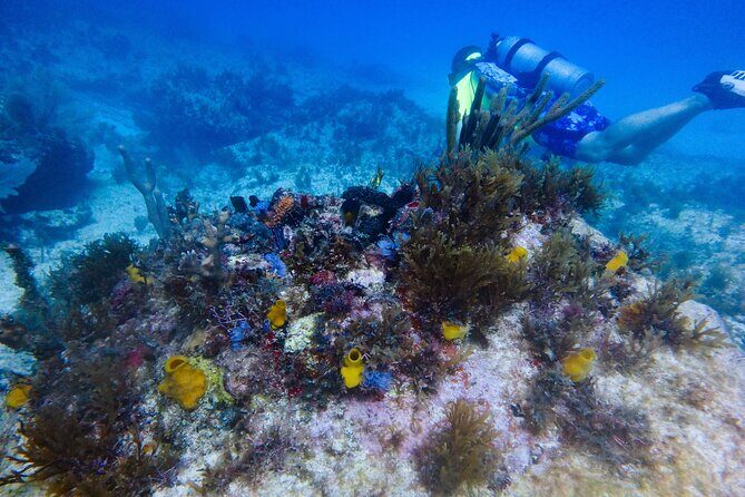 Open Water Certification Course-PADI - What to Expect from the Course