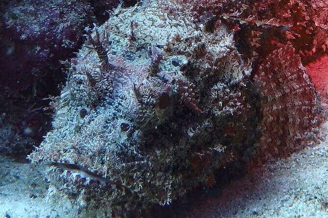 Open Water Certification Course-PADI - Who Is This Tour Best For?