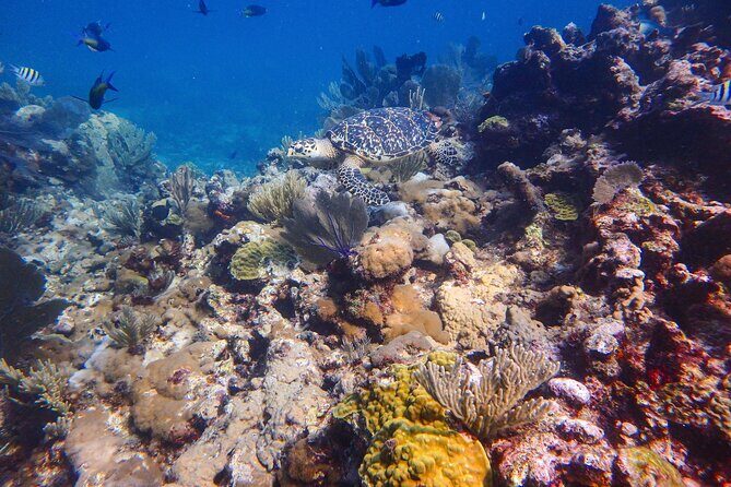 Open Water Certification Course-PADI - FAQs