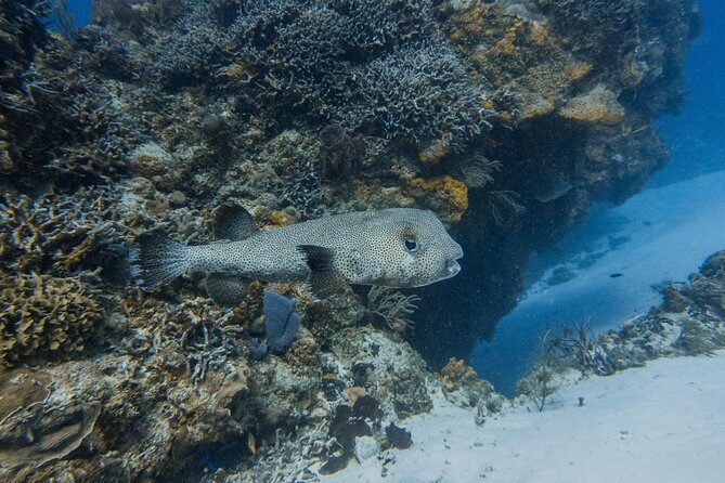 Open Water Course Cozumel - Why Travelers Love It