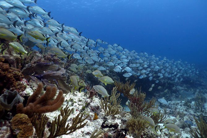 Open Water Diver 2-Day PADI Course in Playa del Carmen - What You Can Expect from the Course