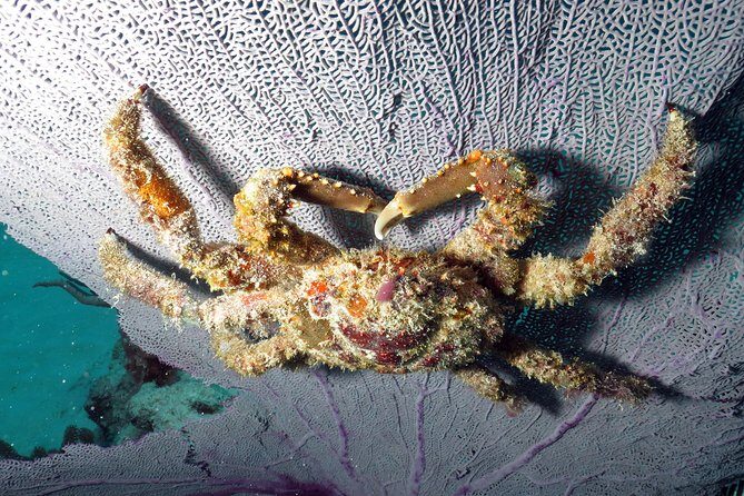 Open Water Diver 2-Day PADI Course in Playa del Carmen - The Value of This Experience