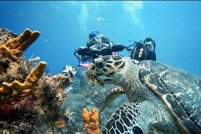 Open Water Diver Course - FAQ