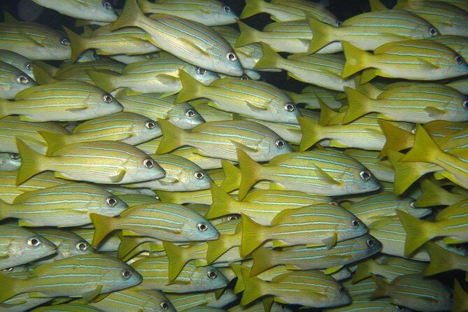 Open Water Diver Course in Lanzarote - Key Points