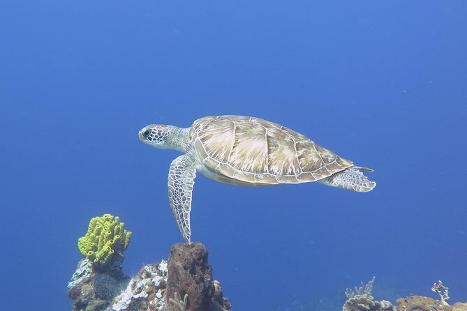 Open Water Diver course PADI in Cancun - The Learning Experience: Why It Works