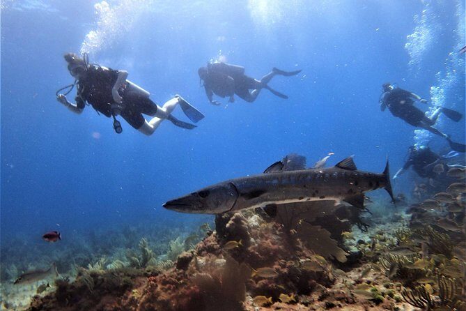 Open Water Diver course PADI in Cancun - Is It Worth the Price?