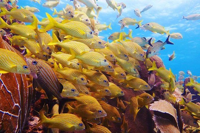 Open Water Diver course PADI in Cancun - The Experience from a Traveler’s Perspective