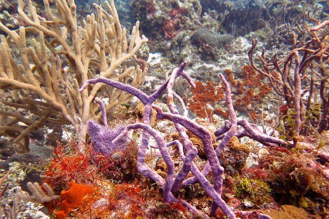 Open Water Diver course PADI in Cancun - Who Should Consider This Course?