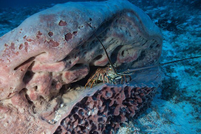 Open Water Diver course PADI including underwater video - The Course Breakdown: What You Can Expect