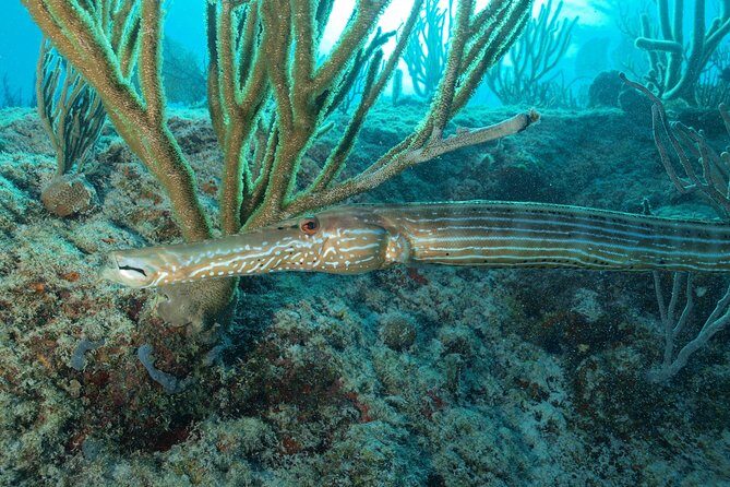 Open Water Diver course PADI including underwater video - Who Should Consider This Experience?