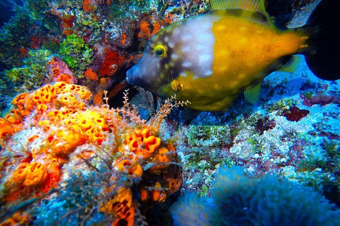 Open Water Diver course PADI including underwater video - FAQ