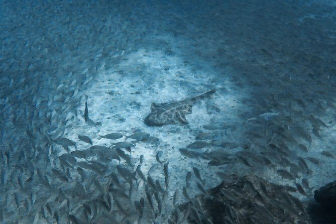 Open Water Diver Scuba Diving Course in Puerto de Mogan - Real Traveler Feedback