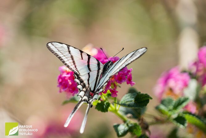Openwork butterfly garden - Authentic Perspectives from Visitors