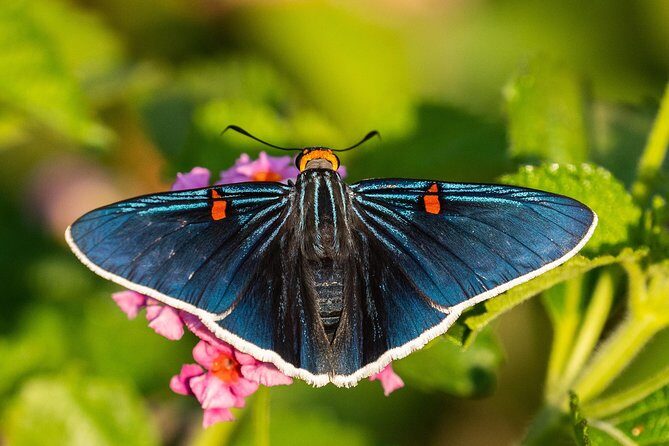 Openwork butterfly garden - Final Thoughts: Who Will Love This Tour?