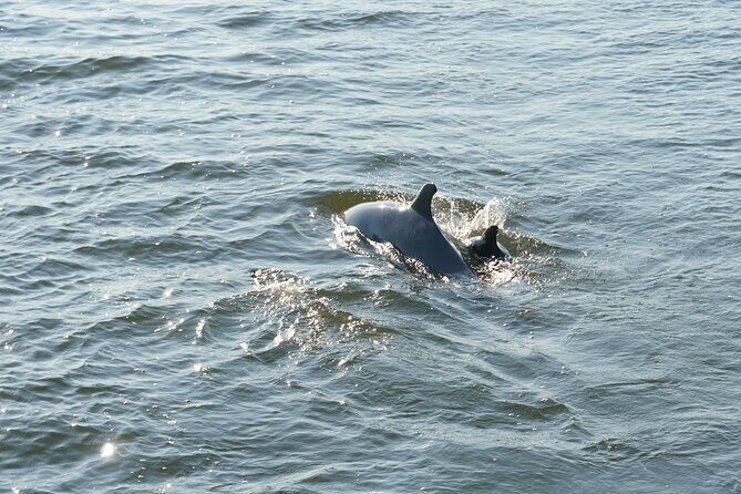 Orange Beach Dolphin Sailing Cruise aboard Catamaran - What People Are Saying