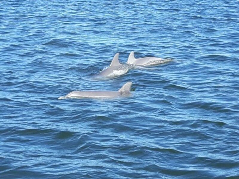 Orange Beach: Dolphin-Watching Eco-Boat Tour - Who Should Book This Tour?