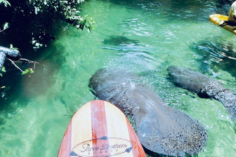 Orange City: Blue Spring State Park SUP & Kayaking Tour - FAQ