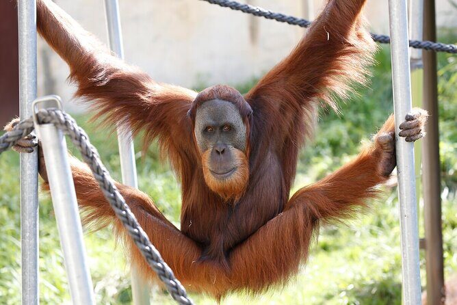 Orangutan Experience at Melbourne Zoo - excl. entry - Key Points